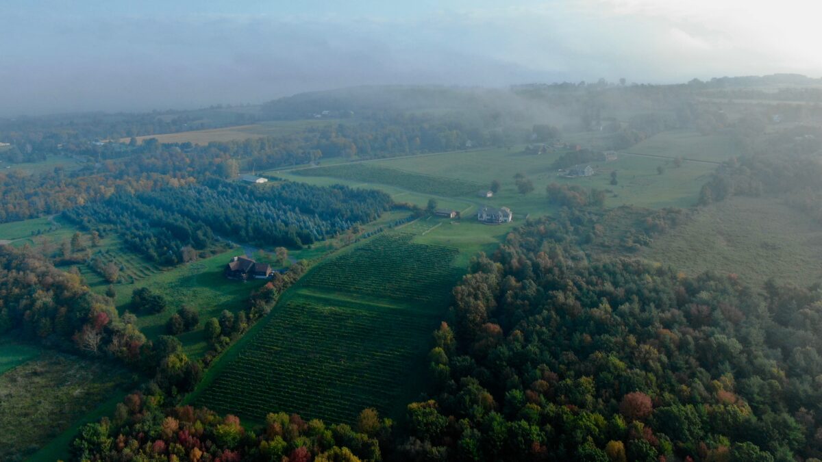 Lot 10 Vineyard Overhead