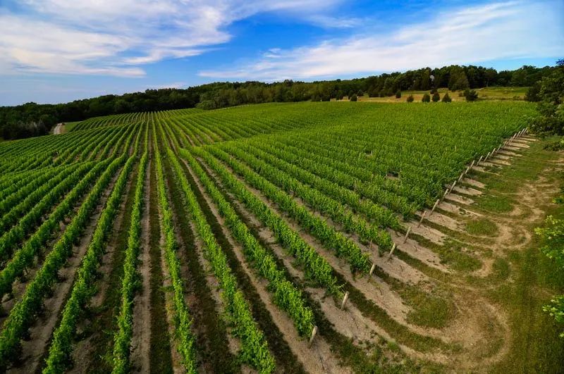aerial-vineyard