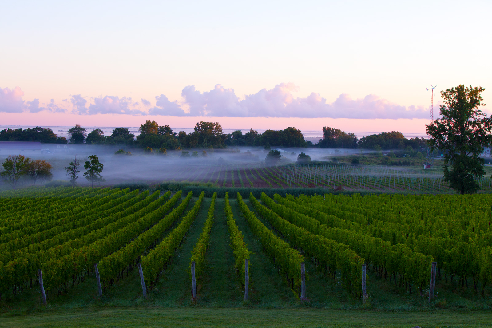 WEB-Close-up-Foggy-Vineyard
