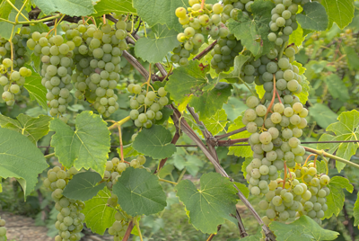 Cayuga_Grapes