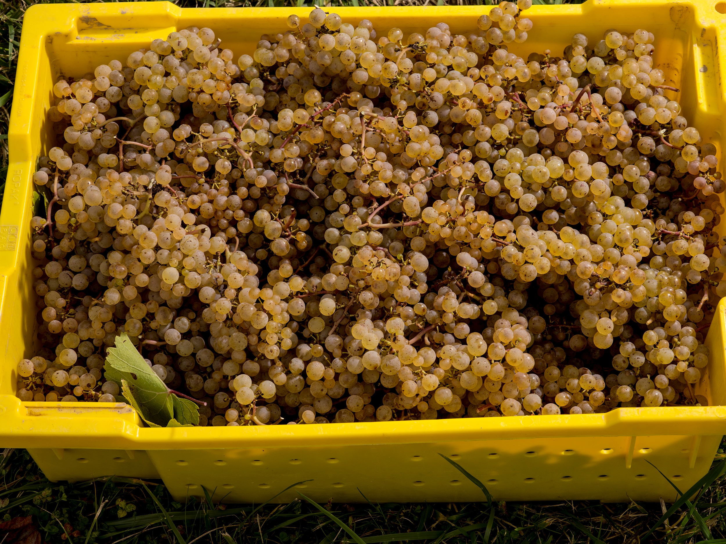 Ripe Riesling Fruit at Harvest