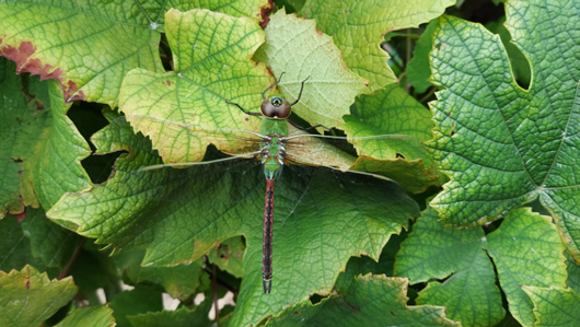 Dragonfly on grapevine 2