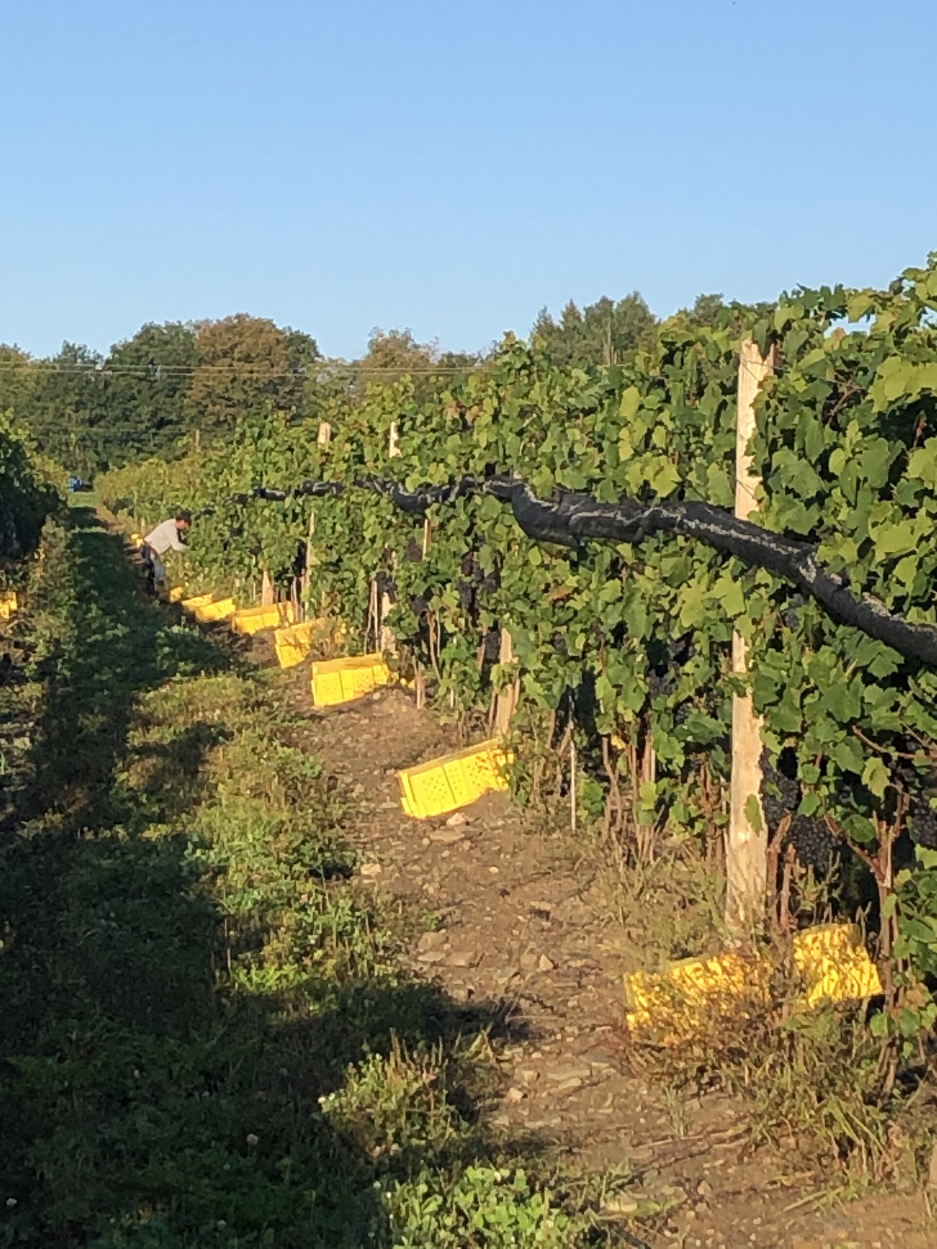 pickers