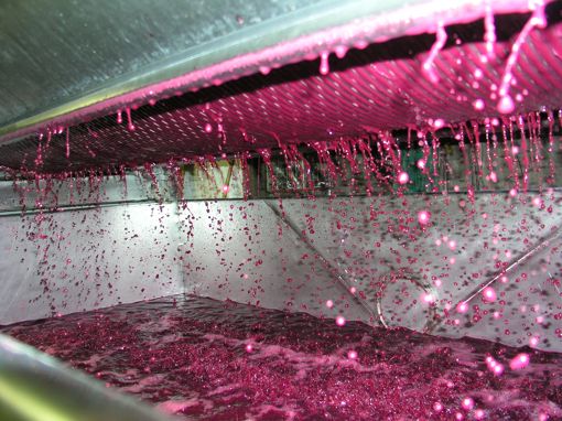 a Pr Pressing Cabernet Franc at Wagner Vineyards photo credit Laura Wagner Lee 2