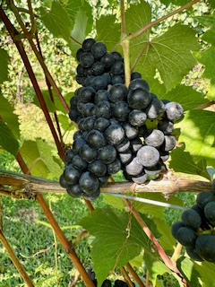 cab franc pic