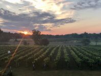 vineyard 2026