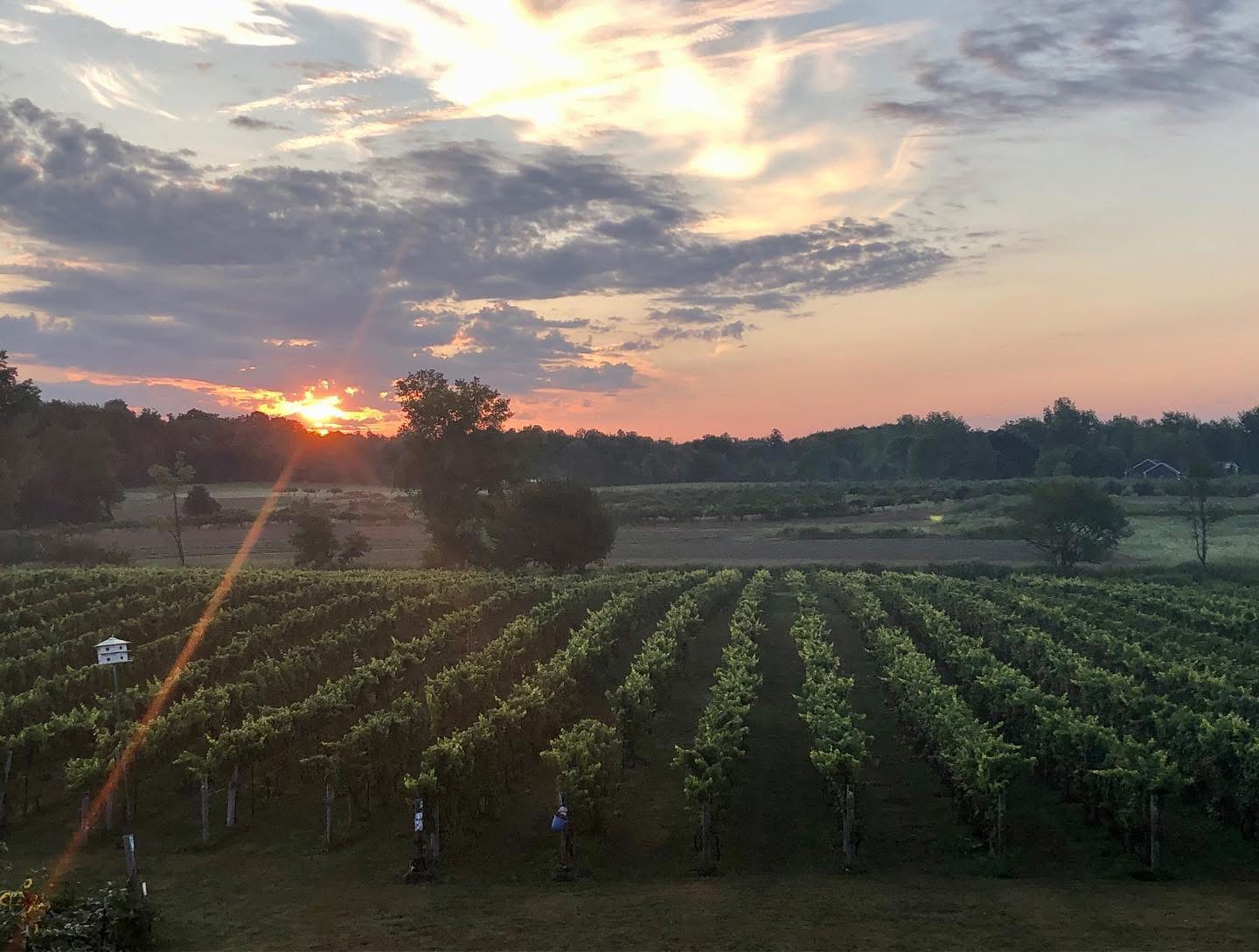 vineyard 2026