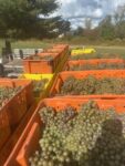 Riesling harvest pic