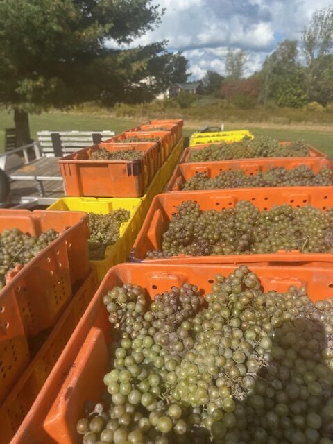 Riesling harvest pic